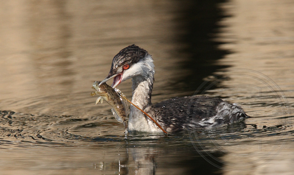 Basic Horned Grebe catches a Slimy Sculpin