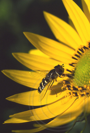 Hover Fly on sunflower