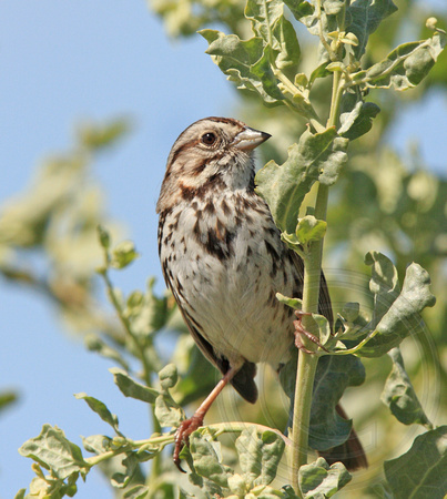 Song Sparrow (Melospiza melodia) in coastal scrub