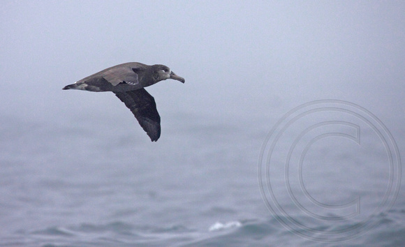 First glimpse of the hulking Black-footed Albatross in the mist