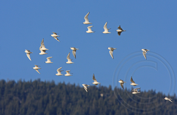 flock of Bonaparte's Gulls