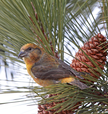 Red Crossbill - immature male?