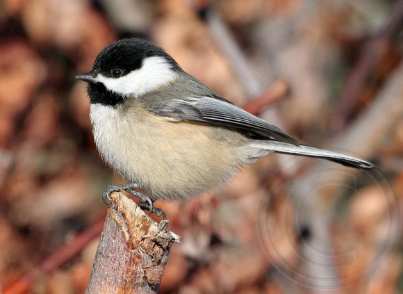Black-capped Chickadee - side view