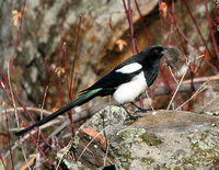 Black-billed Magpie with vole