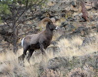 Bighorn male in rocky bunchgrass habitat