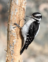 female Hairy Woodpecker