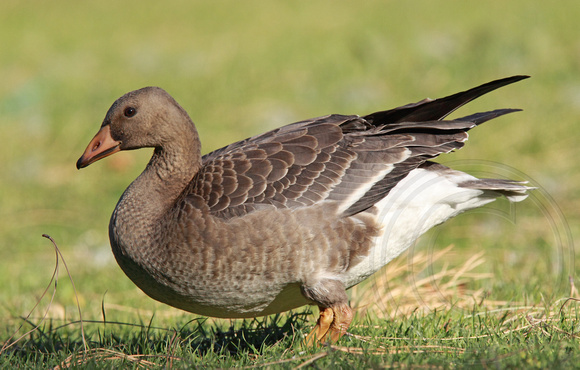 Greater White-fronted Goose, immature