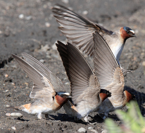Cliff Swallow gathering at the mud puddle