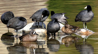pair of Blue-winged Teal with coots