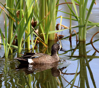 Blue-winged Teal male