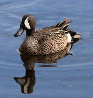 male Blue-winged Teal