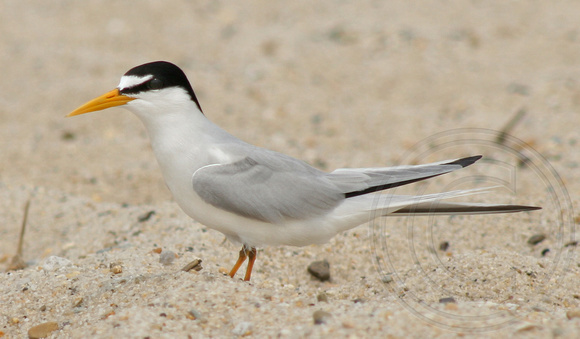 adult Least Tern