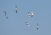 flock of Common Terns