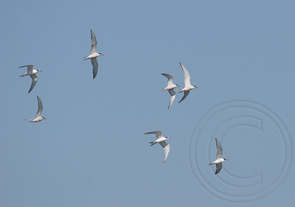 flock of Common Terns