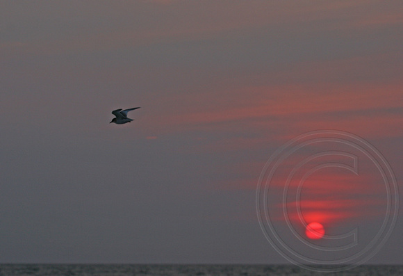 Tern flying across a Cape Cod sunset
