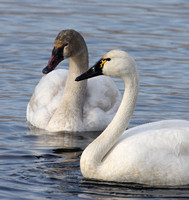 adult Tundra Swan and immature