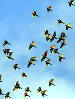 Red-masked Parakeets