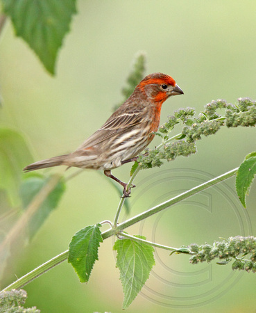 male House Finch
