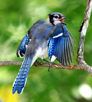 Blue Jay, juvenile doing wing flutter