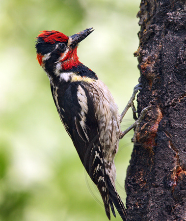 male Red-naped Sapsucker with food