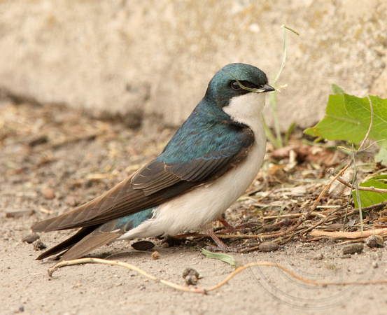 Tree Swallow gathering nest material