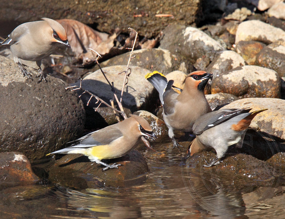 Cedar Waxwing and Bohemian drinking together