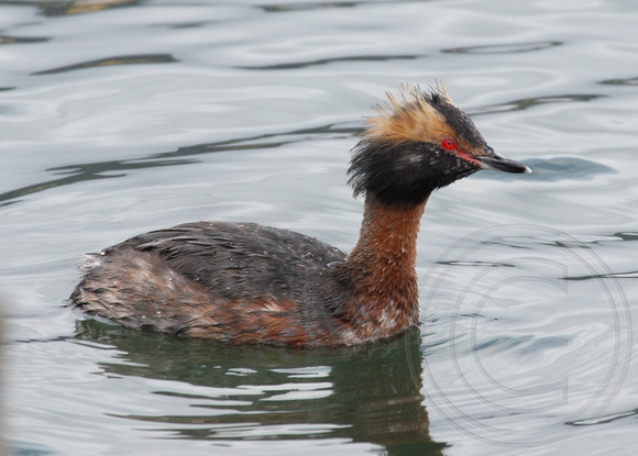Horned Grebe in transition to alternate plumage