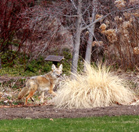 Coyote in Summerland Ornamental Gardens