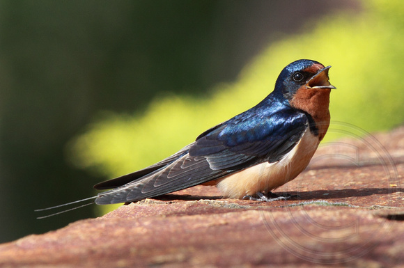 Barn Swallow chattering to another bird