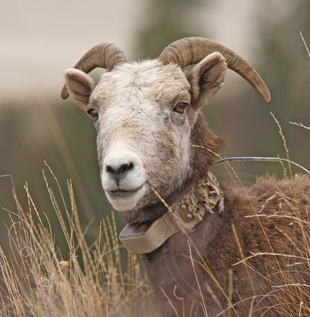 Ewe with radio tracking collar