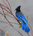 beautiful blue Steller's Jay