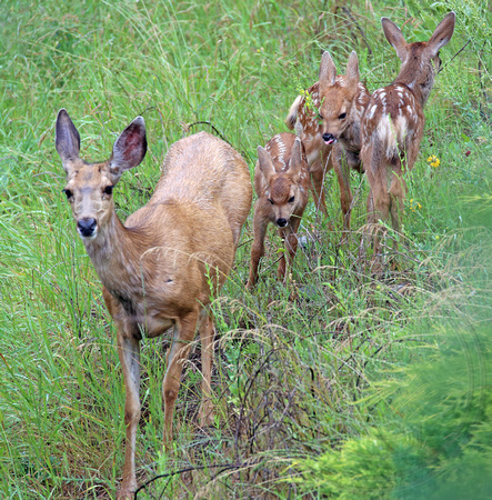 Mule Deer and her triplets