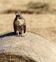 Juvenile Hay Bale Hawk
