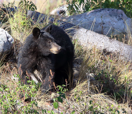 Black Bear at Vaseux Lake area