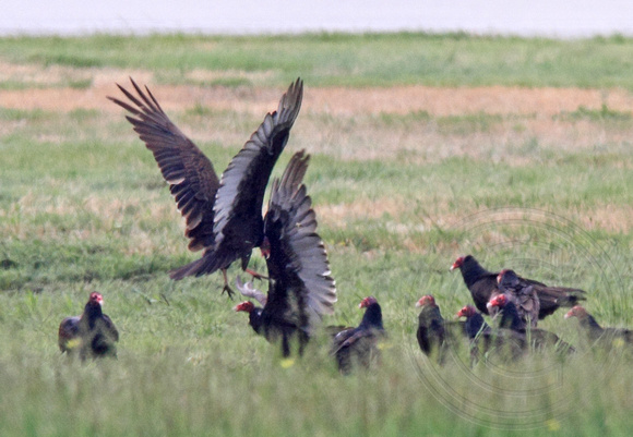 Pair formation includes a ritualized display with several birds in a circle on the ground, hopping up and down with wings partly spread.
