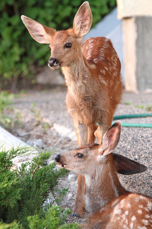 Two of the fawns