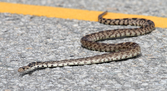 Gopher Snake trying to cross Green Mt. Rd.