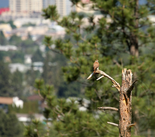 Kestrel on a probable nest tree with Penticton in the background