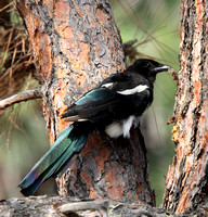 Magpie molting
