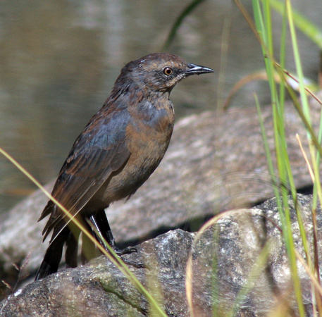 juvenile Rusty Blackbird