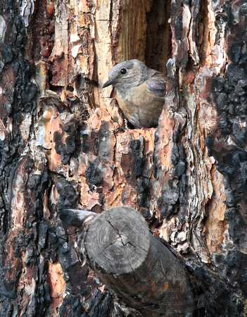 female Western in old ponderosa pine