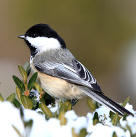 Black-capped Chickadee in snow