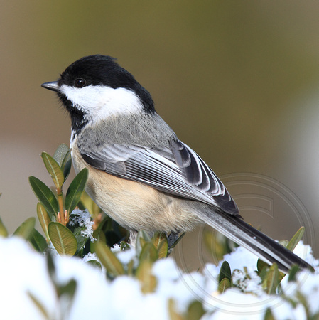 Black-capped Chickadee in snow
