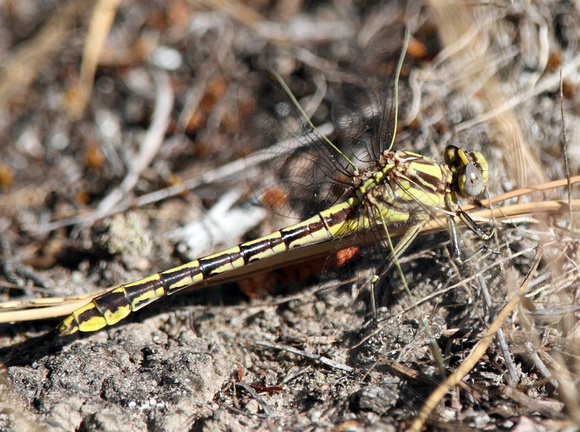 Sinuous Snaketail-Ophiogomphus occidentis