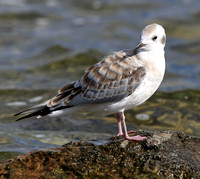 juvenile Bonaparte's Gull