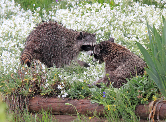Raccoons fighting in neighbour's yard