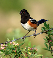 Spotted Towhee looking surprised to see me