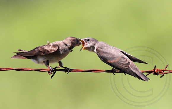 Northern Rough-winged Swallow feeding one of its fledglings lined up on the barbed wire