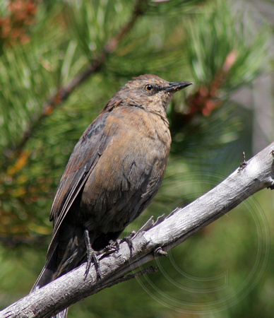 juvenile Rusty Blackbird? - it has dark eyes