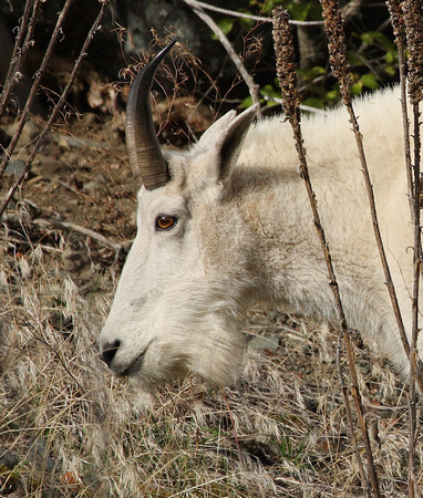 Mountain Goat near Olalla, BC
